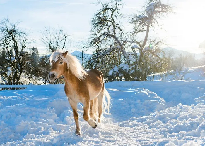 Beim Hochfilzer Superior 4 Sterne فندق سول